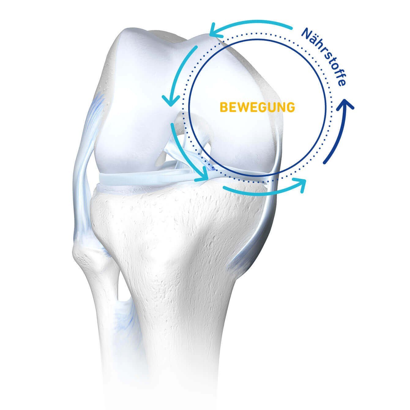 3D-Illustration eines Knies mit einem Kreislauf aus Bewegung und Nährstoffen, der die Versorgung des Knorpels bei Arthrose verdeutlicht