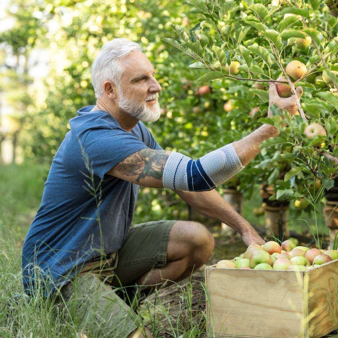 Auf dem Bild ist ein Mann zu sehen, der im Garten Obst pflückt und dabei eine Bauerfeind Ellenbogenbandage trägt. Die EpiTrain bietet Unterstützung bei Tennisellenbogen-Beschwerden im Alltag und kann dazu beitragen, Schmerzen zu lindern.