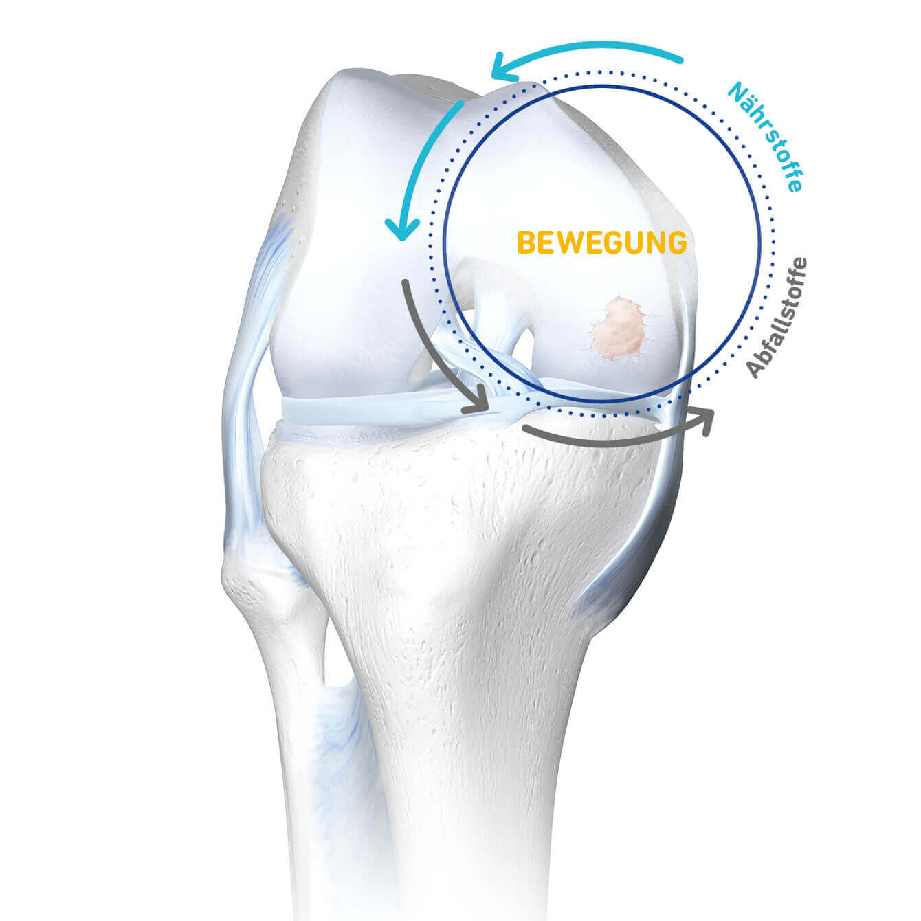 3D illustration of a knee with a cycle of movement and nutrients highlighting the nourishment of cartilage in osteoarthritis
